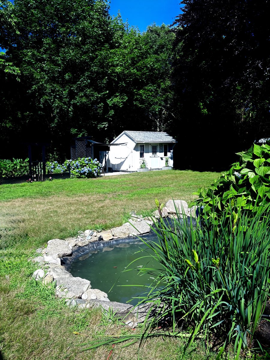 The garden and koi pond