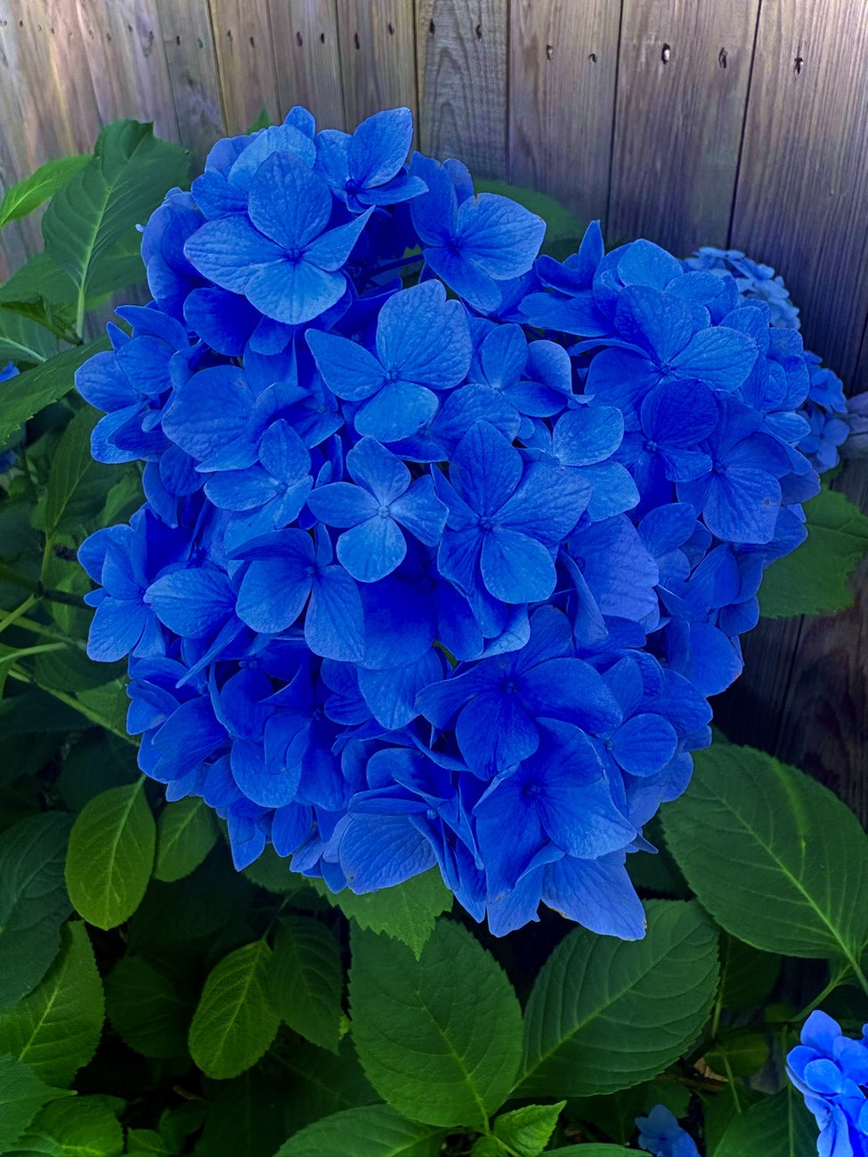 Blue Cape Cod hydrangea in bloom
